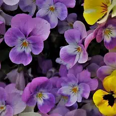 violas edible