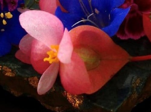 begonia edible flower garnish for mocktails
