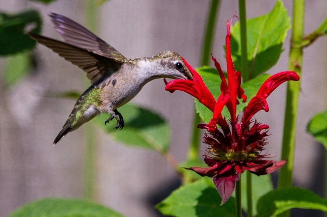 monarda didyma with humming bird collecting nectar