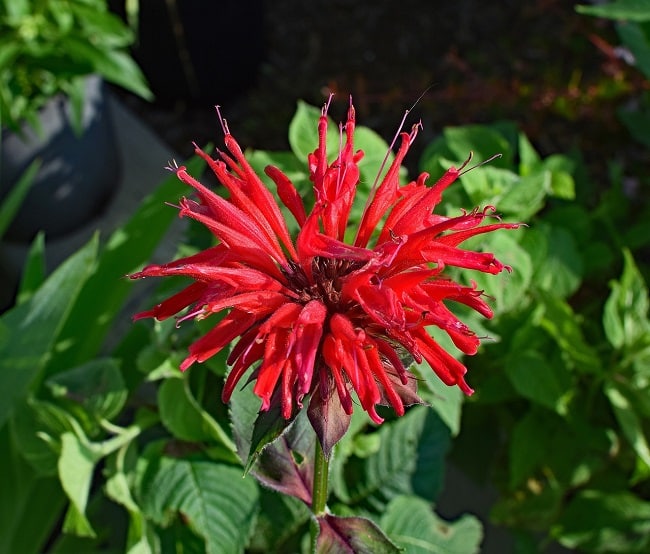 monarda didyma bright scarlet edible flower
