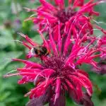 scarlet bee balm with bumble bee in a bee friendly edible flower garden