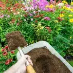 Adding the best compost for flowers to a beautiful flower bed