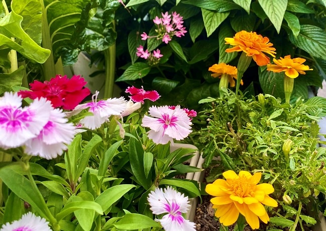 Dianthus edible and marigolds used for garnishing cocktails